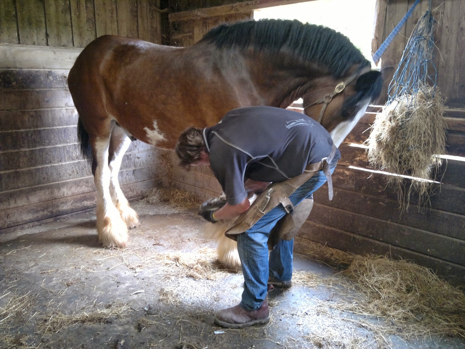 The Heavy Horse Online Association Training horses for the farrier