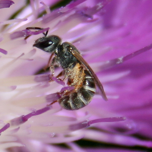 twenty pound tabby Native Bees of Colorado