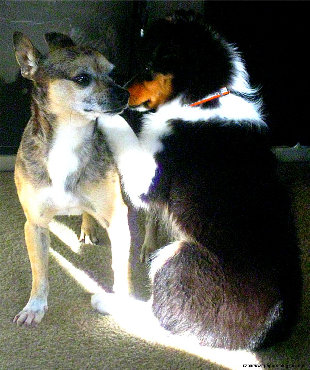 animals Girl in the Arena animals Girl in the Arena