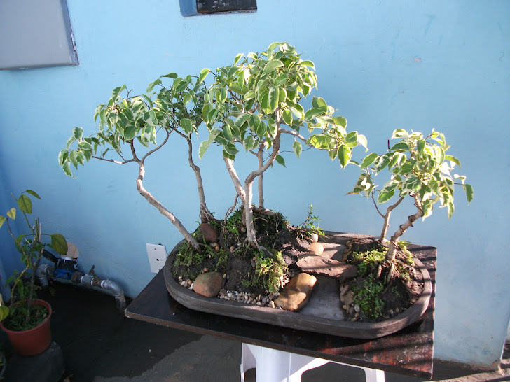 Floresta de ficus variegata