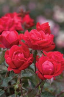 Double Knockout Rose up close