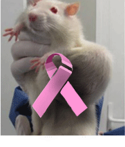 rat with tumor