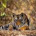 Macan di Kebun Binatang