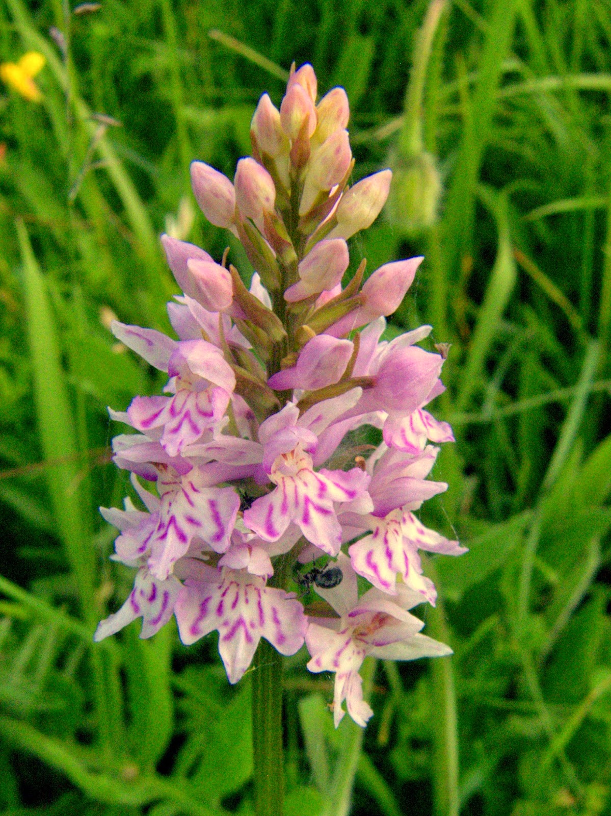 Peter Lovett's ramblings Six native Orchids in flower on the South