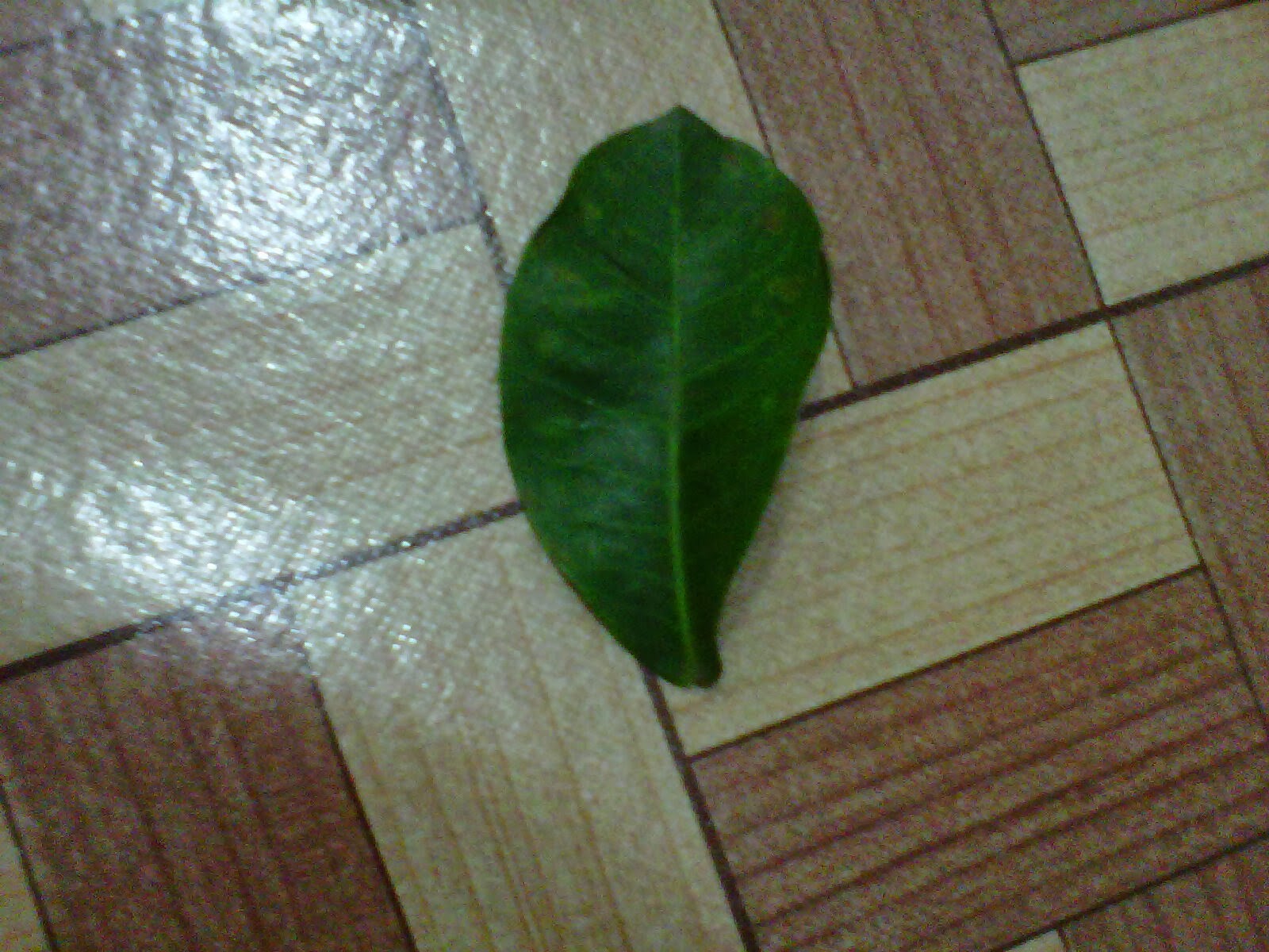 Gambar Morfologi Tumbuhan Daun Asoka Gambar Vigna Sinensis di Rebanas