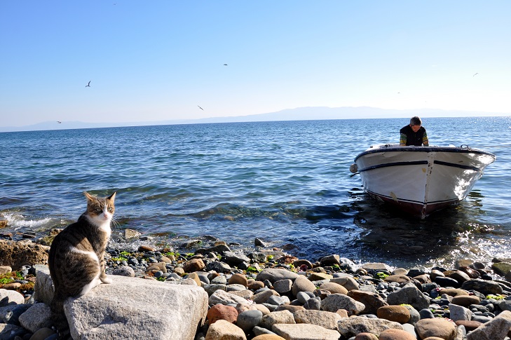 asli bora tatil ve sifa armutlu