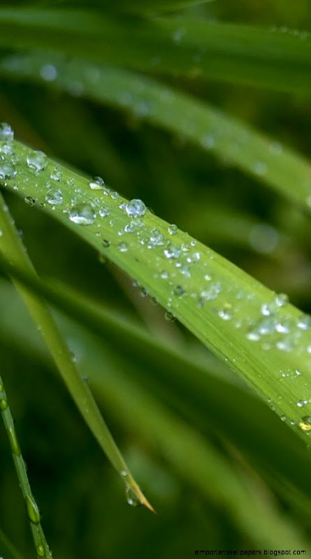 Shiny Dew Drops Green Grass iPhone 6 Wallpaper 750x1334 iPhone Shiny Dew Drops Green Grass iPhone 6 Wallpaper 750x1334 iPhone