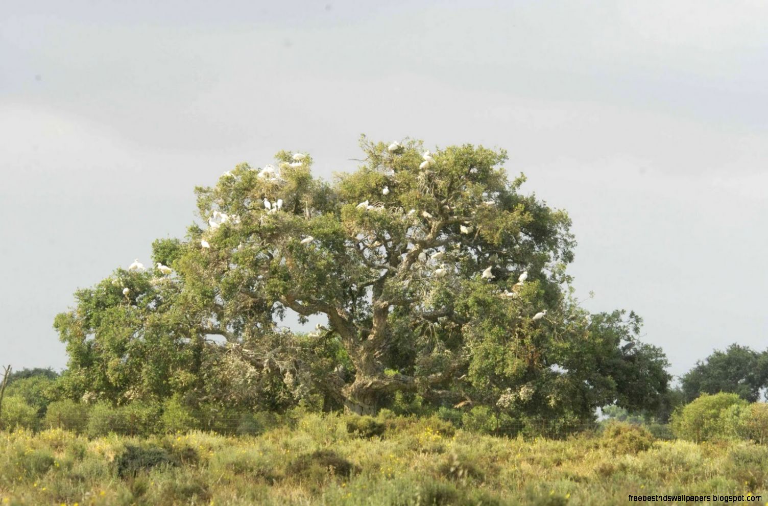 spoonbill colony eurasian spoonbill nesting what a great finale to spoonbill colony eurasian spoonbill nesting what a great finale to