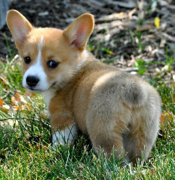 The Arc this site doesn't Need or Deserve 11+corgi+puppy