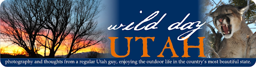 Wild Day Utah