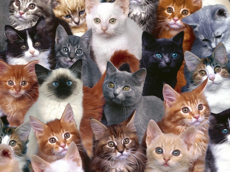 Kedi Okulu Hangi kedi size uygun?