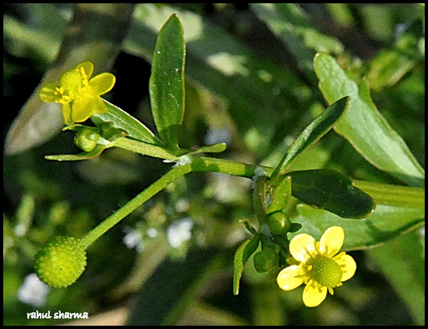Ranunculus sceleratus subsp. sceleratus (CELERYLEAVED BUTTERCUP