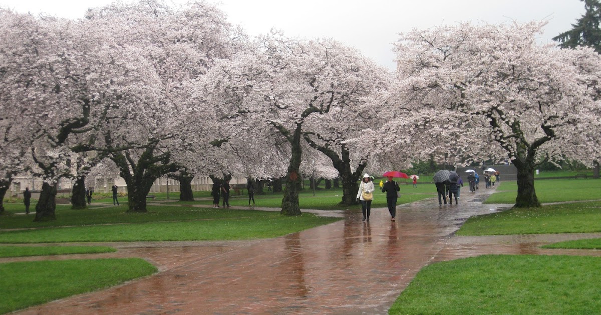 Seattle Japanese Garden Community Blog: Japan - U.S. Cherry blossom