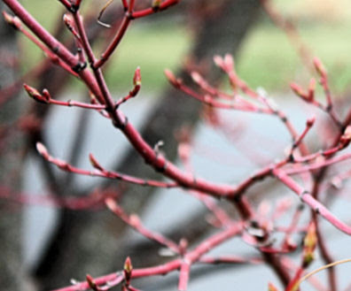 Dappled Willow Tree Old House And New House