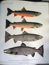 Fishes of Scandinavia