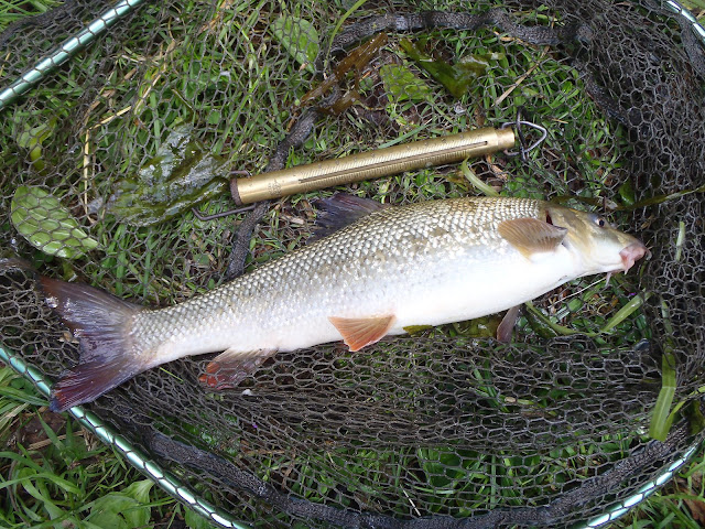 Small barbel caught on bread