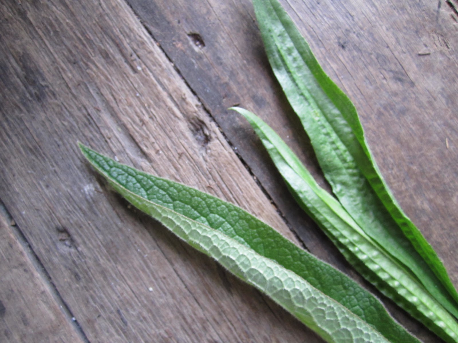 Herbal First Aid