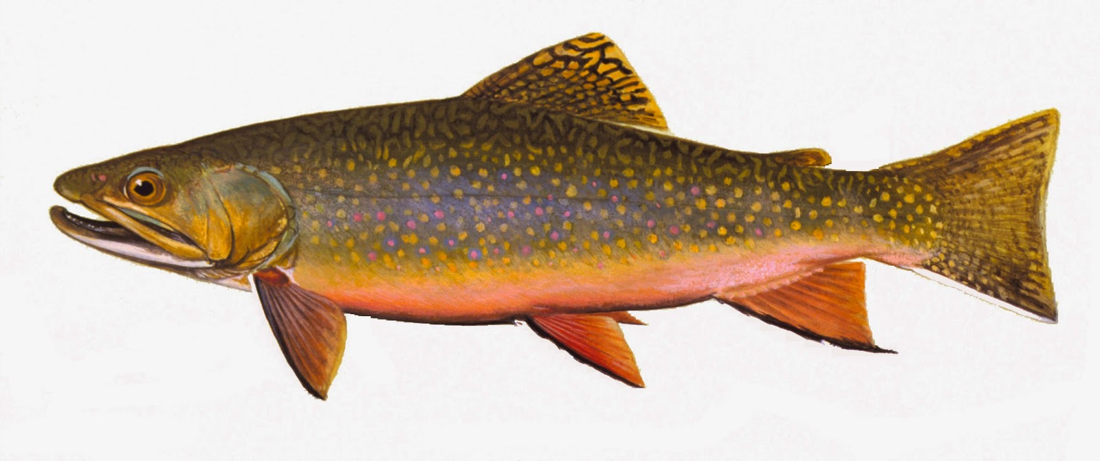 Take it Outside Fish Iowa! Iowa Fish Species Trout Family