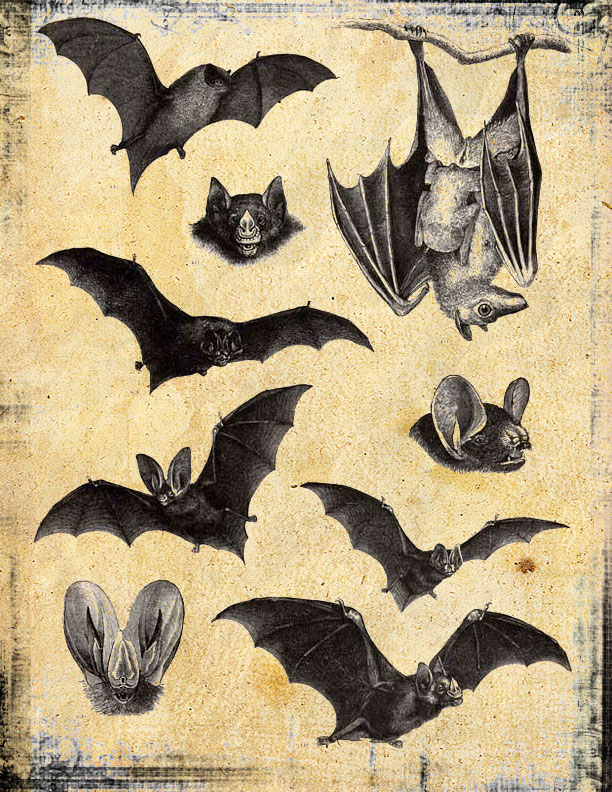 The Sum Of All Crafts Bats In The Belfry
