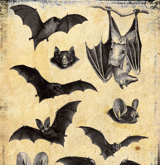 The Sum Of All Crafts Bats In The Belfry