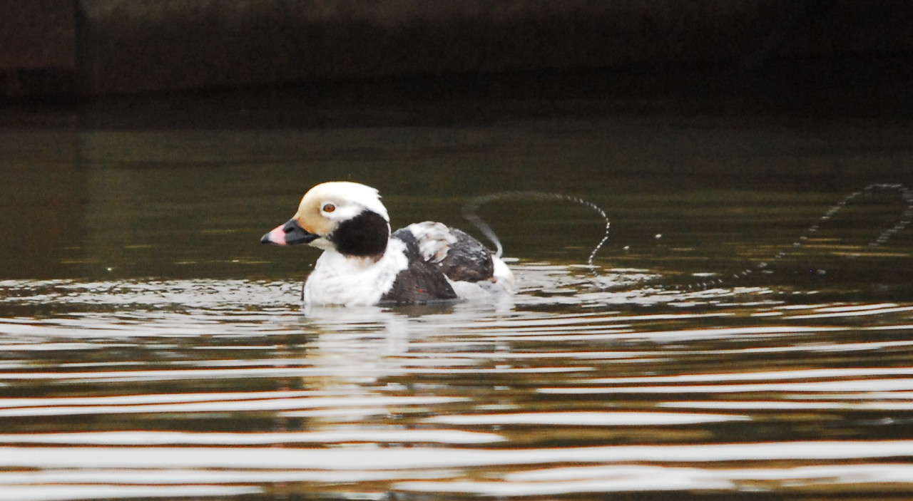 Ohio Birds and Biodiversity Longtailed Duck