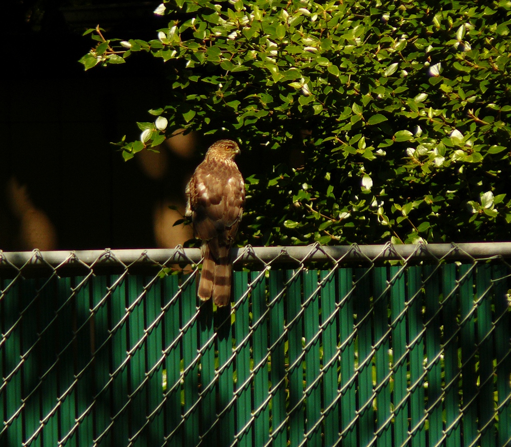 Portland Oregon Backyard Birds