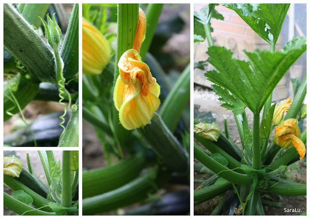 Bizcocho De Calbacín
