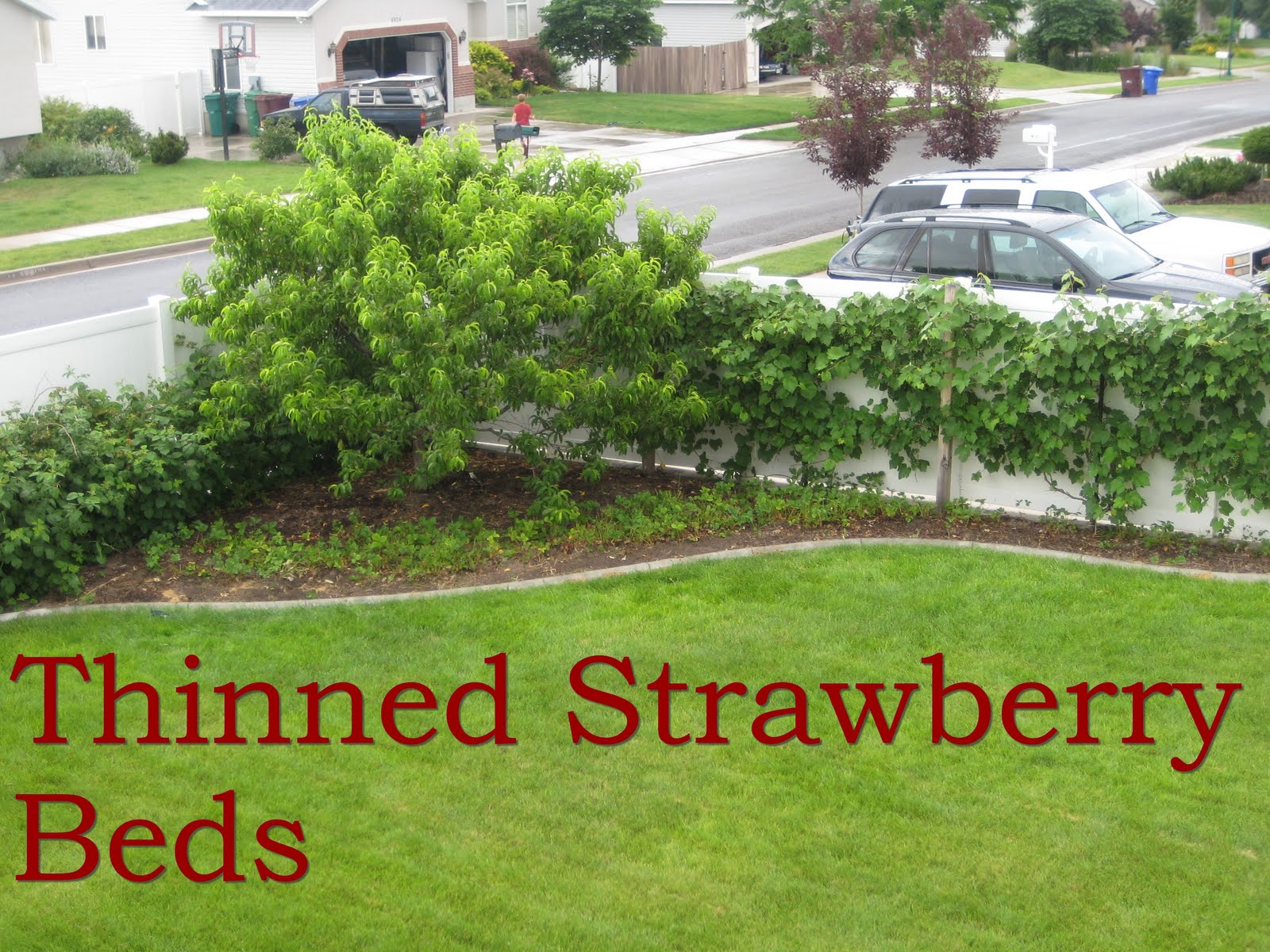 Enjoyingtheharvest Renovating Strawberry Beds