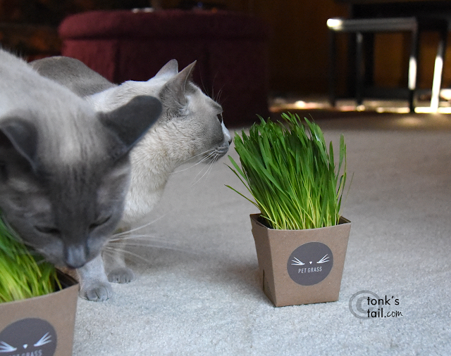 Faraday guards his Pet Grass from all comers. Like Allie.