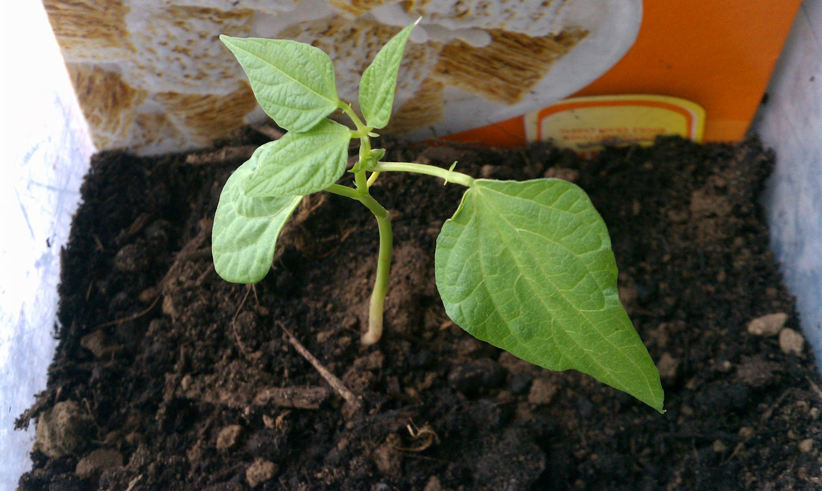 My baby plants Plant GrowthBean