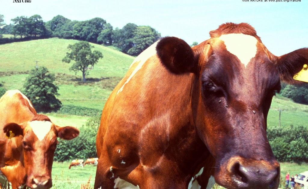 Wallpaper DB: cattle background
