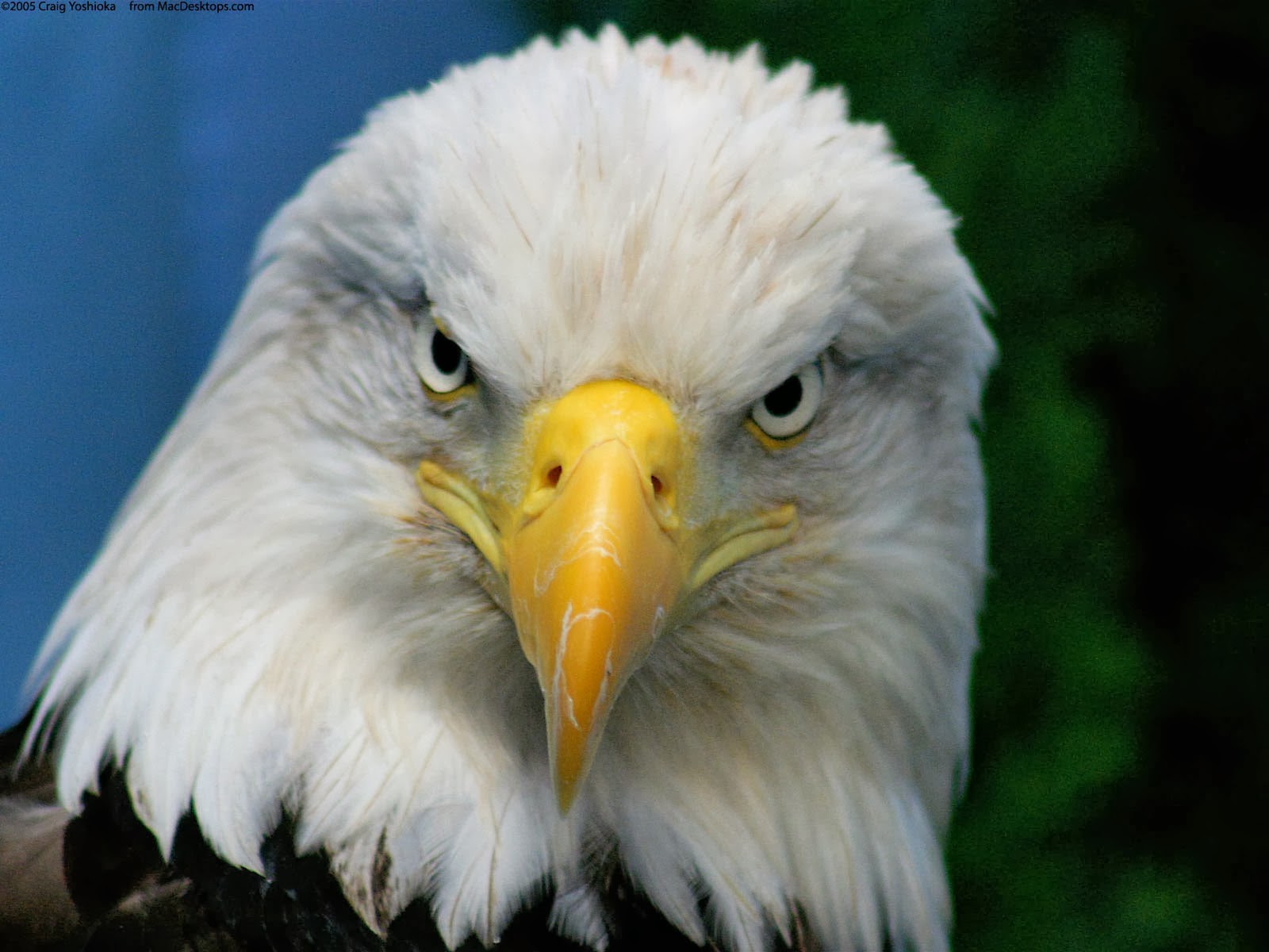 Funny Bald Eagle Wallpapers ~ Funny Wallpapers