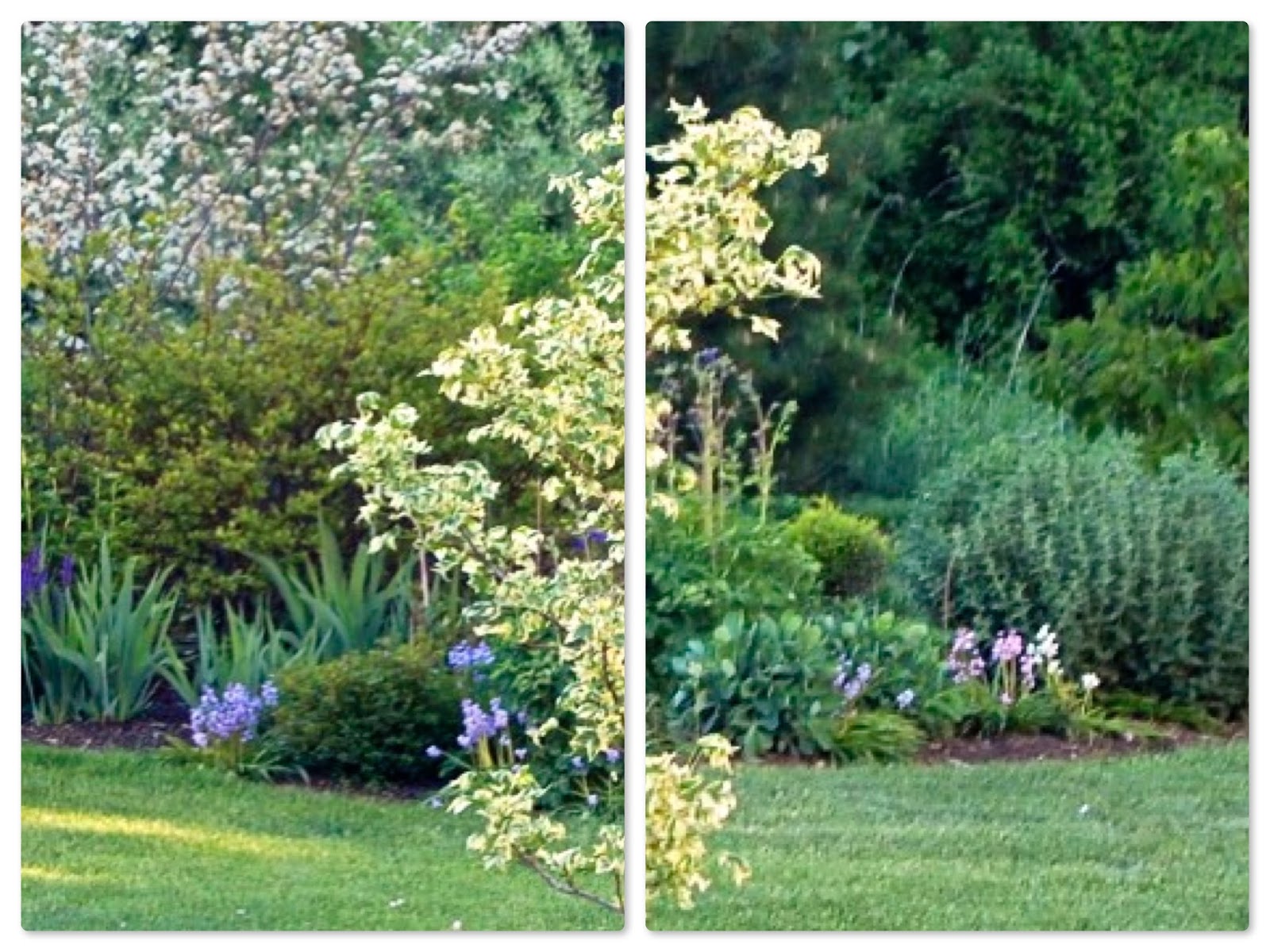 Plant Inventory Scilla / Wood Hyacinth