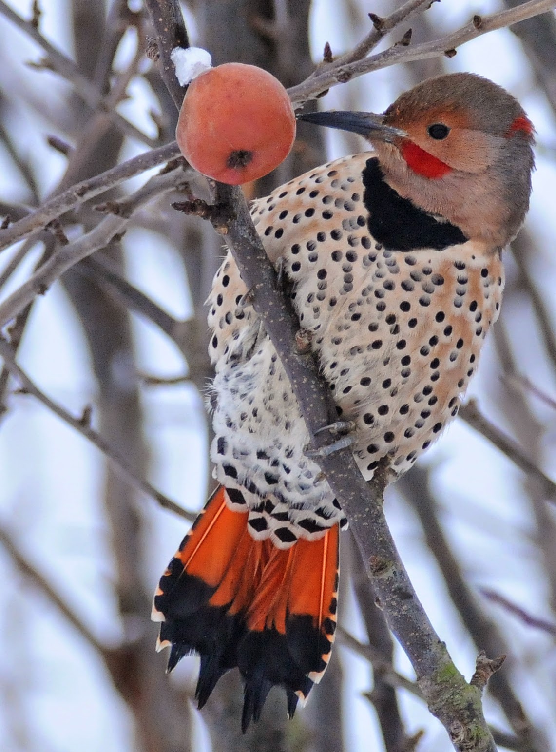 red breasted flicker Red breasted flicker