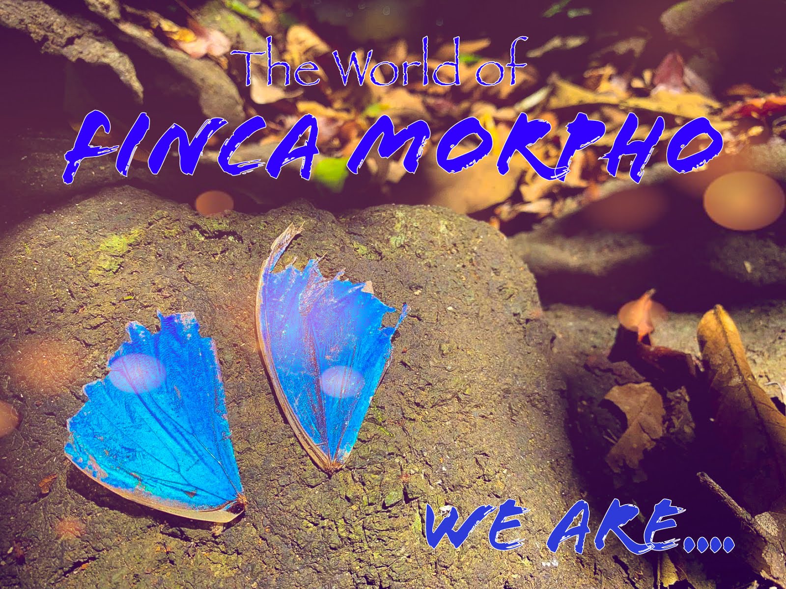 Finca Morpho 2021 Calendar Now On Sale!