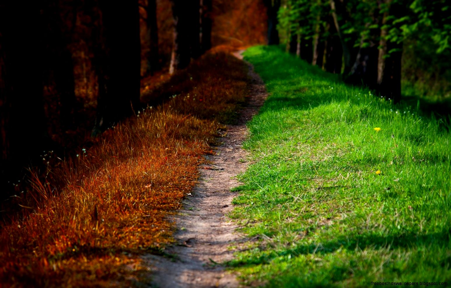 Spring Autumn Forest Park HD Wallpaper get it now Spring Autumn Forest Park HD Wallpaper get it now