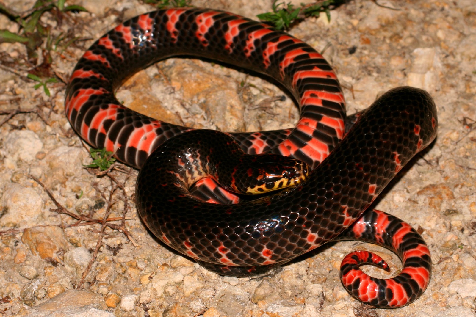 The Good, the Bad, & the Outdoors Creature Feature Eastern Mud Snake