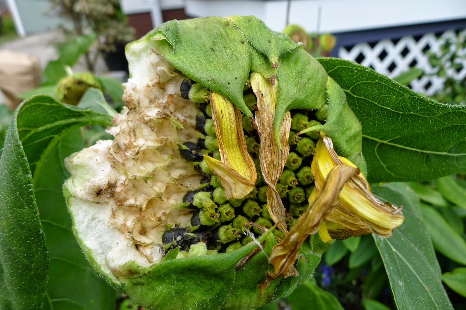 Less Noise, More Green Protecting and Harvesting Sunflower Seeds