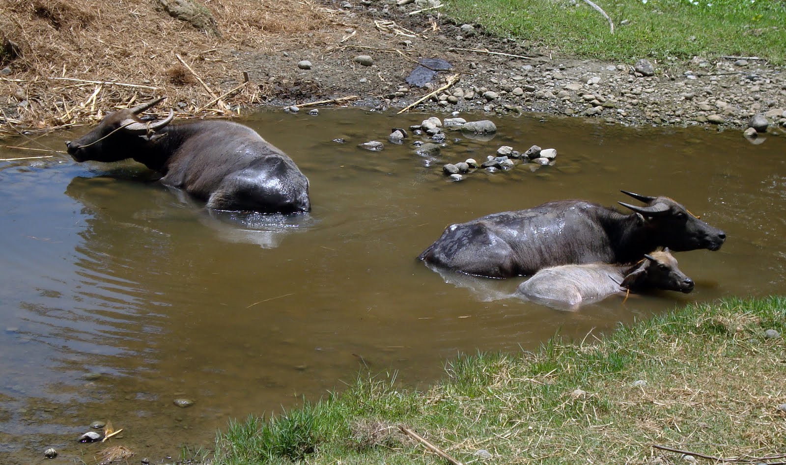 Living with Nature School on Blog by Dr. Abercio V. Rotor Philippine