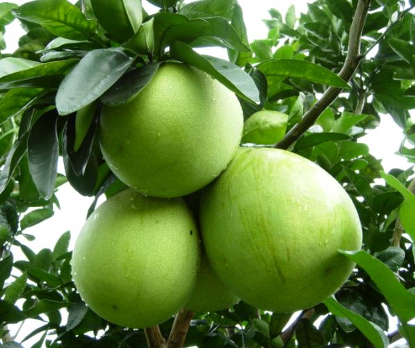Fruit Warehouse Orange Bali (pomelo, Citrus grandis, C. maxima)