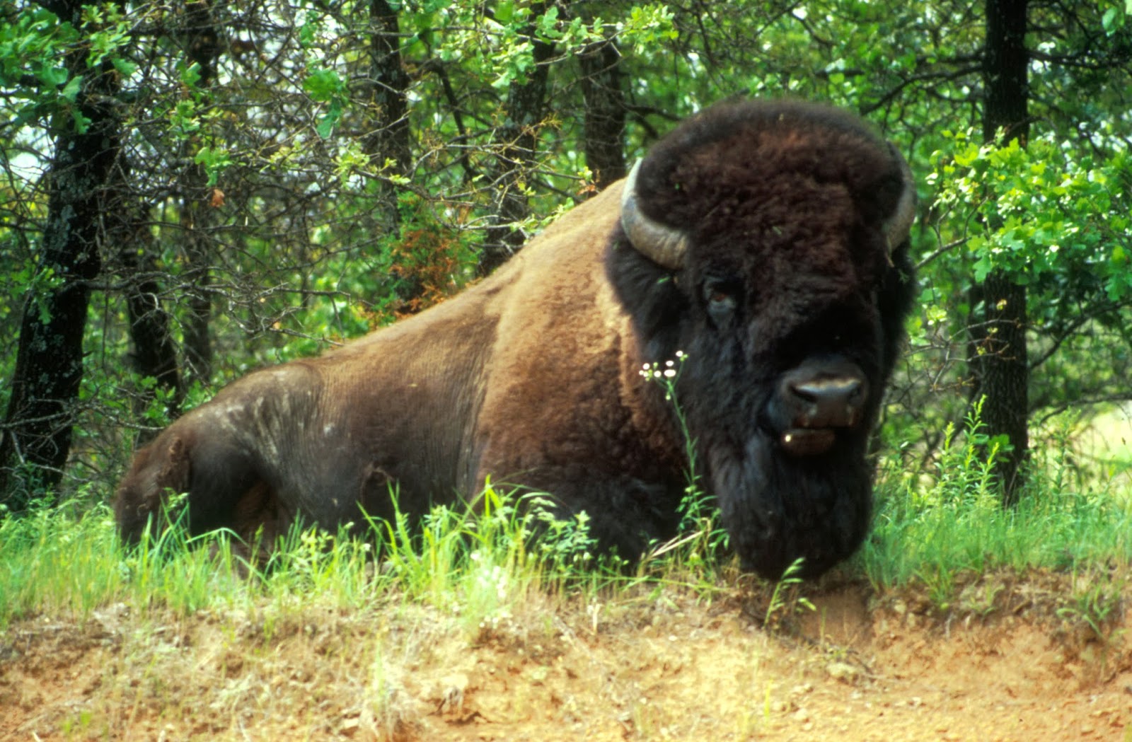 American Bison Pets