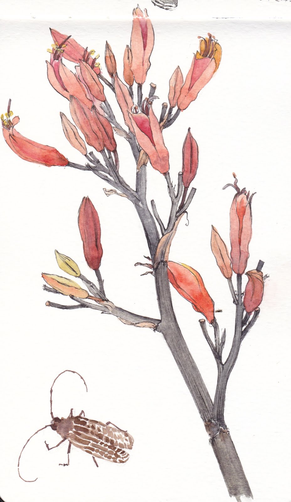 Jane Blundell Artist Sketching in New Zealand January 2016