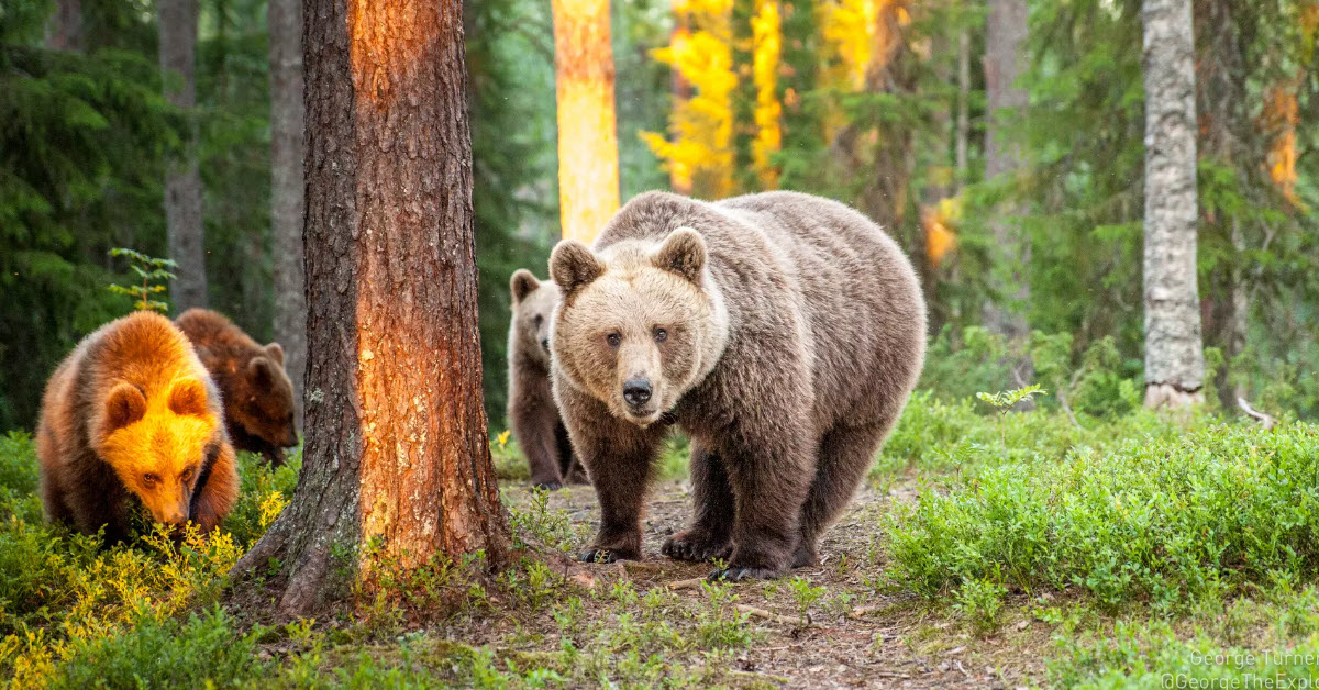 Five of Europe’s best wildernesses for spotting big beasts