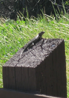 Lizard on a fence post along Ygnacio Canal Trail, Walnut Creek, California