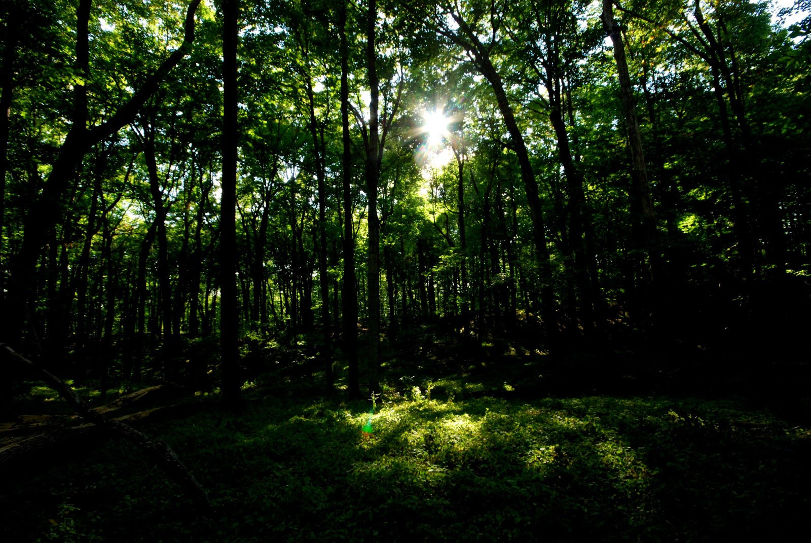Beech Tree Forest Beech Tree Forest