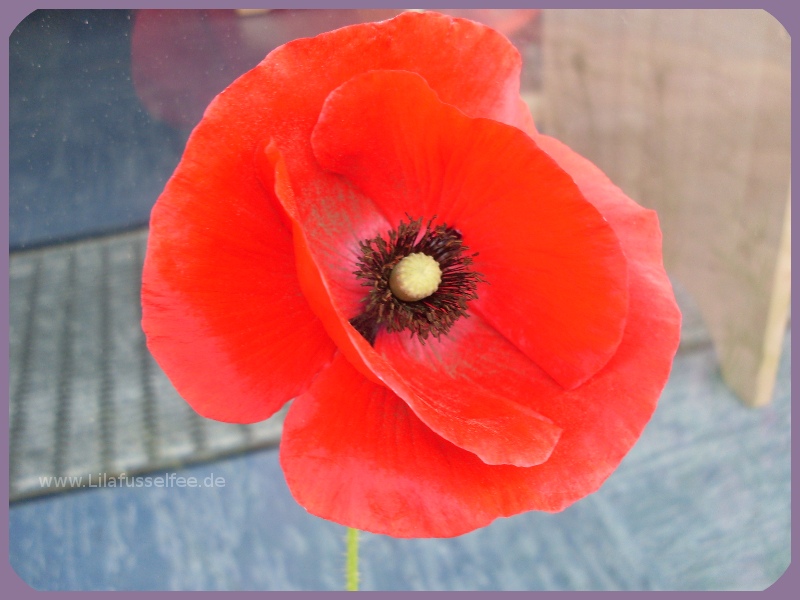 Give Away Mama Ich Hab Dich Lieb Filine Bloggt