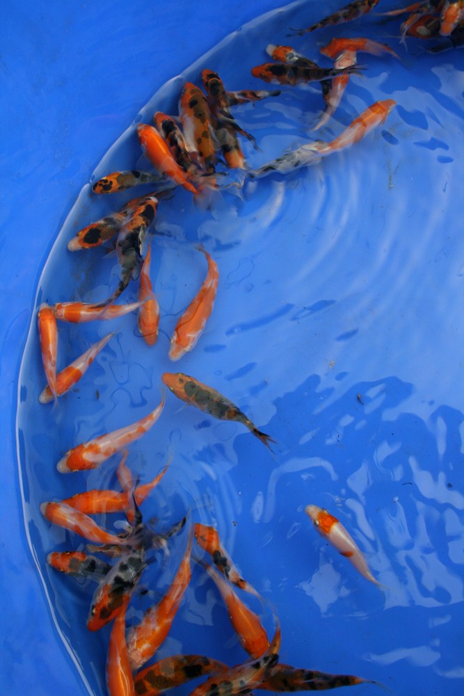 koi fry