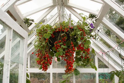 Garden Park How To Plant Cherry Tomatoes In A Hanging Basket Container,Steam Carrots In Microwave
