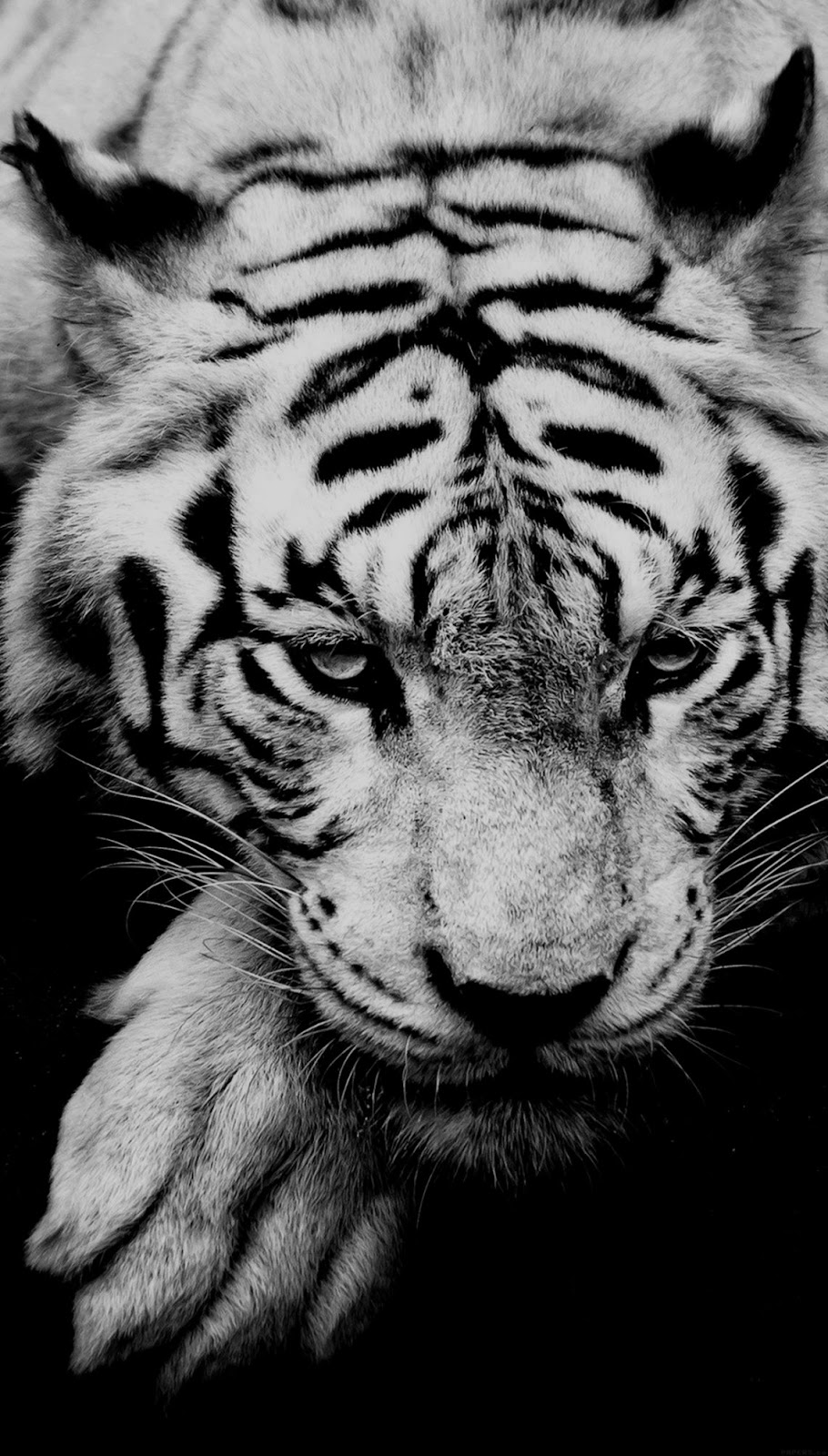 Plus White Tiger Wallpaper iPhone 6 Plus White Tiger Wallpaper iPhone 6