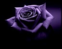 Dark Color Flowers Wallpaper